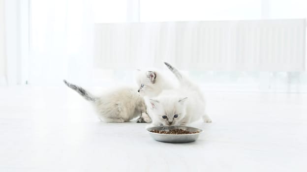 Fluffy Kitten Sniffs Feed At Home. Purebred Small Cats And Bowl With Food Indoors