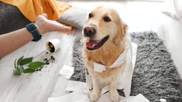 Golden retriever dog looking guilty at girl owner after playing with toilet paper in living room. Woman scolds pet doggy for mess with tissue paper at home