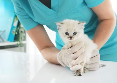 Girl Veterinarian Examining Adorable Kitten In The Clinic. Vet Doctor Cares About Fluffy Kitty Cat