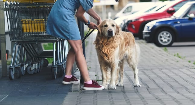 Golden retriever dog waiting owner at street near supermarket. Girl taking out leash from purebreed pet doggy outdoors