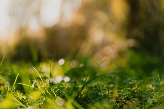 Green grass of park or meadow foliage in natural background with selective focus and round bokeh