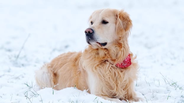 Portrait Of Adorable Young Golden Retriever Outdoors In Winter