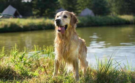 Wet Golden Retriever Sitting With Wet Fur After Swimming In River Outdoors.