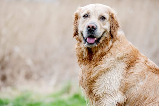 Adorable dog golden retriever breed outdoors looking into camera