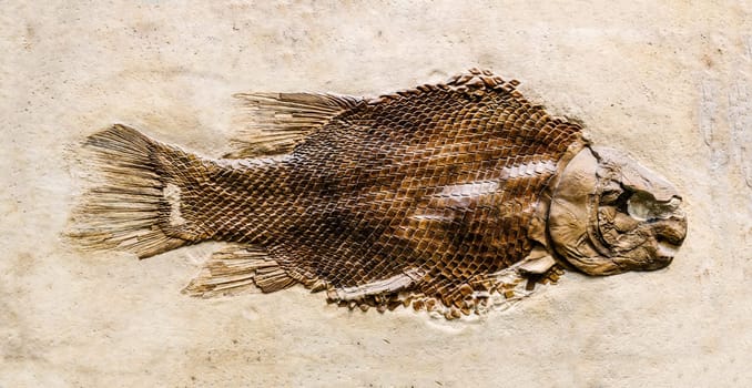 Prehistoric fish fossil impint in stone