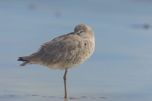 Willet, Tringa semipalmata, standing by the Pacific Ocean at Rosarito Beach, Baja California, Mexico in March of 2024