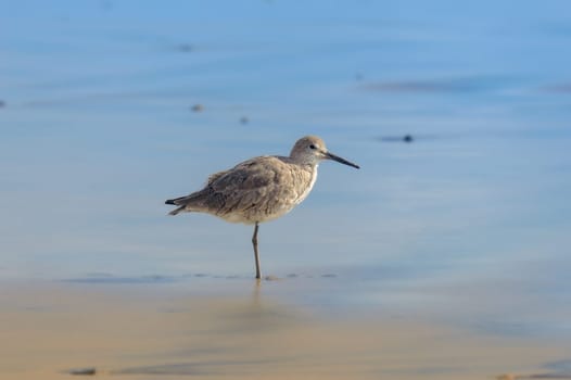 Willet, Tringa semipalmata, standing by the Pacific Ocean at Rosarito Beach, Baja California, Mexico in March of 2024