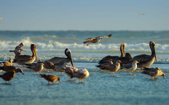 Brown pelicans (Pelecanus occidentalis) and California gulls (Larus californicus) at Rosarito Beach, Baja California with breaking waves of Pacific Ocean in background