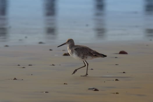 Willet, Tringa semipalmata, walking by the Pacific Ocean at Rosarito Beach, Baja California, Mexico in March of 2024