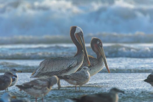 Brown pelicans (Pelecanus occidentalis) and California gulls (Larus californicus) at Rosarito Beach, Baja California with breaking waves of Pacific Ocean in background