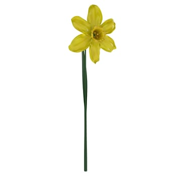 Yellow Flower isolated on white background. High quality 3d illustration