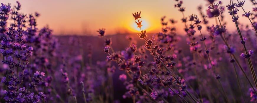 Blooming lavender in a field at in Provence. Fantastic summer mood, floral sunset landscape of meadow lavender flowers. Peaceful bright and relaxing nature scenery