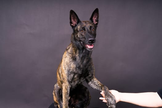 Dog paw takes a man. People support pets, studio shot