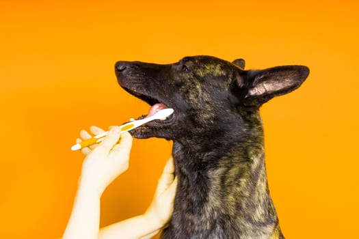 Dog holding toothbrush in his teeth on a clean red yellow background