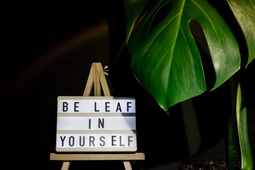 Funny joke idea inscription saying BE LEAF believe IN YOURSELF Monstera silhouette leaf in dark background and light from sunset aesthetic lamp. Projector yellow light golden hour effect. House plants sustainable environmentally friendly harmonious space at home.