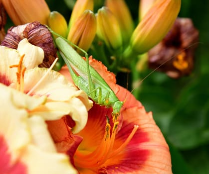 large green grasshopper eats pollen on the flowers of daylily