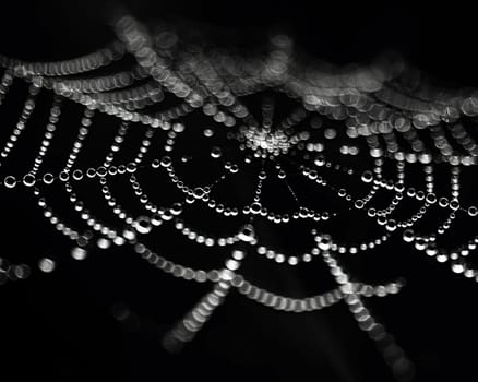 Glistening raindrops on a spider web, capturing the intricacy and beauty of nature.