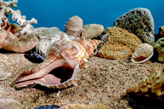 Pleuroploca trapezium or Trapezium fascilarium seashell on a sand underwater