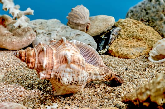 Pleuroploca trapezium or Trapezium fascilarium seashell on a sand underwater