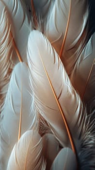 Close-up of feathers in soft light, great for texture and delicate design projects.