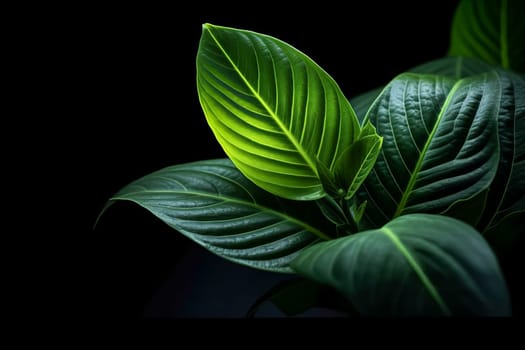 A close up of green leaves with a dark background. The leaves are very thick and have a shiny, almost glossy appearance. Concept of depth and richness