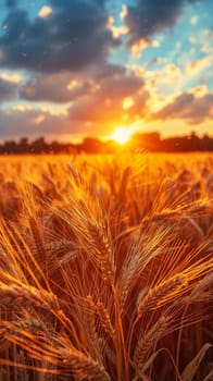 Waves of grain in a field at sunset, symbolizing abundance and the natural world.