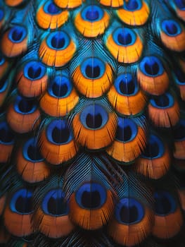 Close-up of a peacock feather, displaying vibrant colors and natural patterns.