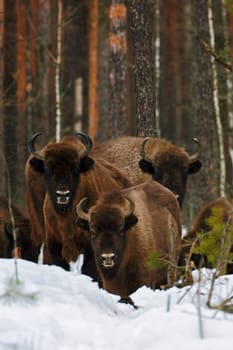 Wild European Bisons family in Winter Forest. European bison - Bison bonasus, artiodactyl mammals of the genus bison.