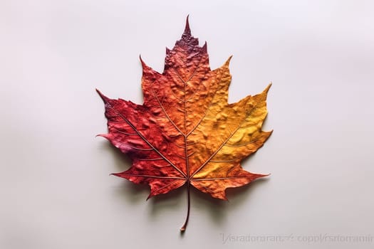 A leaf with a rainbow of colors is on a pink background. The colors of the leaf are red, orange, yellow, and green