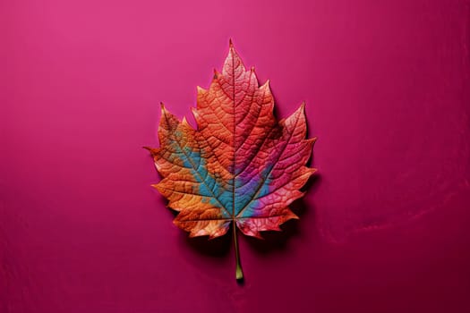 A leaf with a rainbow of colors is on a pink background. The colors of the leaf are red, orange, yellow, and green