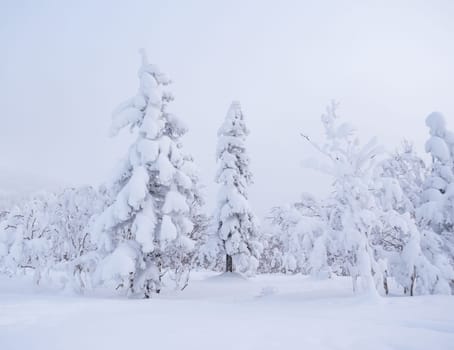 Forest after a heavy snowfall. Morning in the winter forest with freshly fallen snow. Winter beautiful landscape with trees covered with snow.