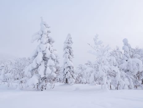 Forest after a heavy snowfall. Morning in the winter forest with freshly fallen snow. Winter beautiful landscape with trees covered with snow.