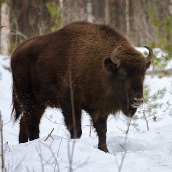 Wild European Bison in Winter Forest. European bison - Bison bonasus, artiodactyl mammals of the genus bison. Portrait of a rare animal.