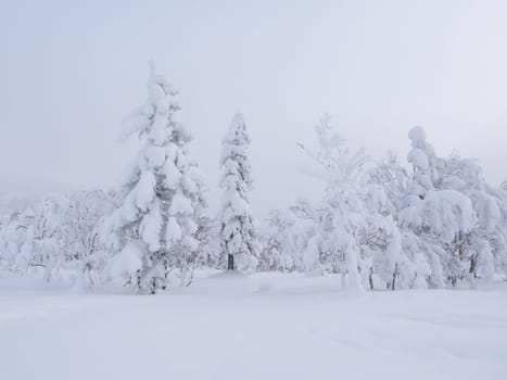 Forest after a heavy snowfall. Morning in the winter forest with freshly fallen snow. Winter beautiful landscape with trees covered with snow.