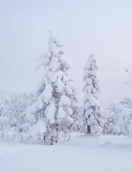 Forest after a heavy snowfall. Morning in the winter forest with freshly fallen snow. Winter beautiful landscape with trees covered with snow.