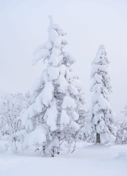 Forest after a heavy snowfall. Morning in the winter forest with freshly fallen snow. Winter beautiful landscape with trees covered with snow.