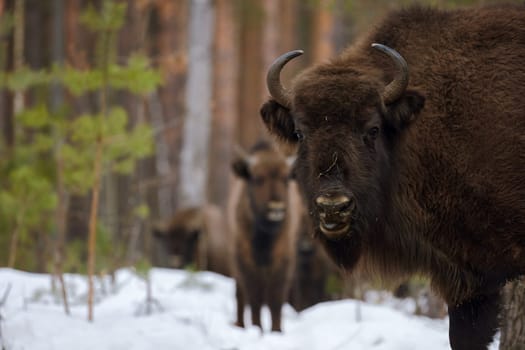 Wild European Bison in Winter Forest. European bison - Bison bonasus, artiodactyl mammals of the genus bison. Portrait of a rare animal.