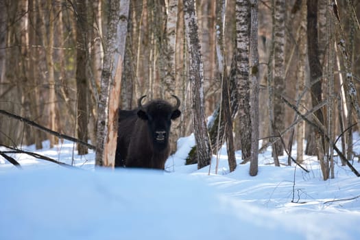 Wild European Bison in Winter Forest. European bison - Bison bonasus, artiodactyl mammals of the genus bison. Portrait of a rare animal.