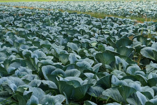 A sprawling expanse of densely grown cabbage plants with large, green leaves covering the farmland under open skies.