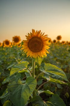 Field sunflowers in the warm light of the setting sun. Summer time. Concept agriculture oil production growing