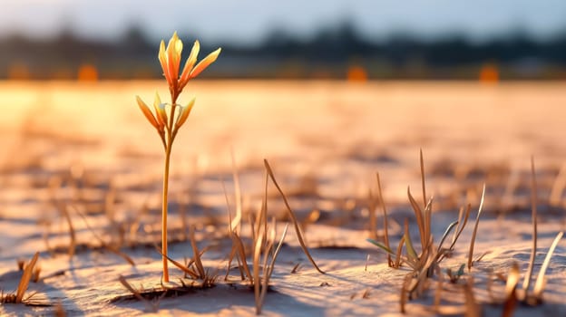 A single white flower is standing in a field of yellow flowers. The sun is setting in the background, casting a warm glow over the scene. Concept of peace and tranquility