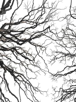 Bare tree branches similar in shape to a thunderstorm, branches against the sky, sadness and depression. High quality photo