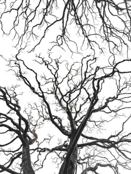 Bare tree branches similar in shape to a thunderstorm, branches against the sky, sadness and depression. High quality photo