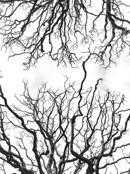 Bare tree branches similar in shape to a thunderstorm, branches against the sky, sadness and depression. High quality photo