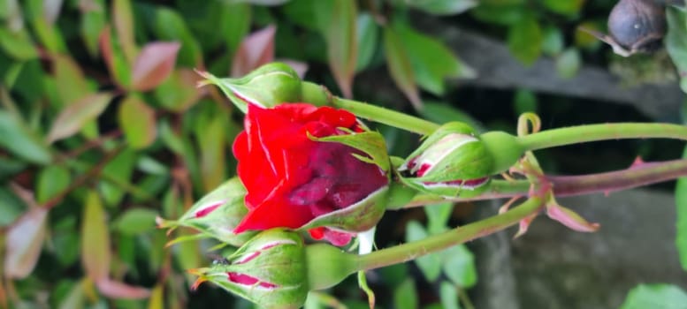 Close-up of a dew-kissed red rosebud with budding companions, symbolizing new beginnings and natural beauty