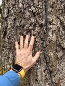 A man's hand touches the trunk of a huge tree in the park, a man is wearing a blue hoodie, a smartwatch with a yellow strap on his arm. High quality photo