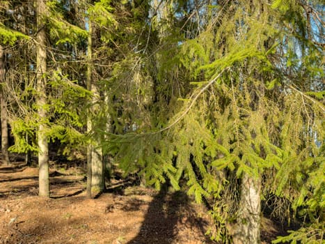 The wild forest wakes up, the sun rays through the trees, the snow melts, streams flow, green fir-trees at clear sunny day, snow has almost thawed, slow movement. High quality photo