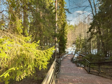 Stairs to the frozen river in the wild forest, The wild forest wakes up, the sun rays through the trees, the snow melts, streams flow, green fir-trees at clear sunny day, snow has almost thawed. High quality photo