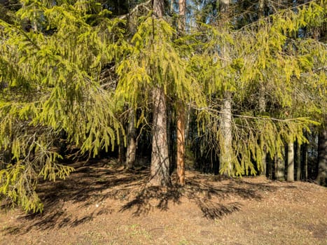 The wild forest wakes up, the sun rays through the trees, the snow melts, streams flow, green fir-trees at clear sunny day, snow has almost thawed, slow movement. High quality photo