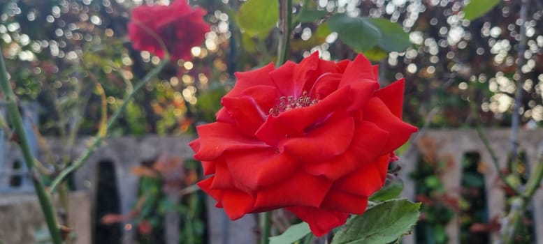 Close-up of a bright red rose with blurred garden background showcasing natural beauty